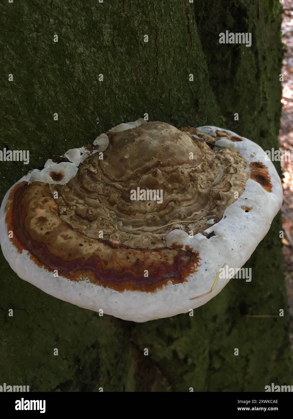 artist's bracket (Ganoderma applanatum) Fungi Stock Photo - Alamy