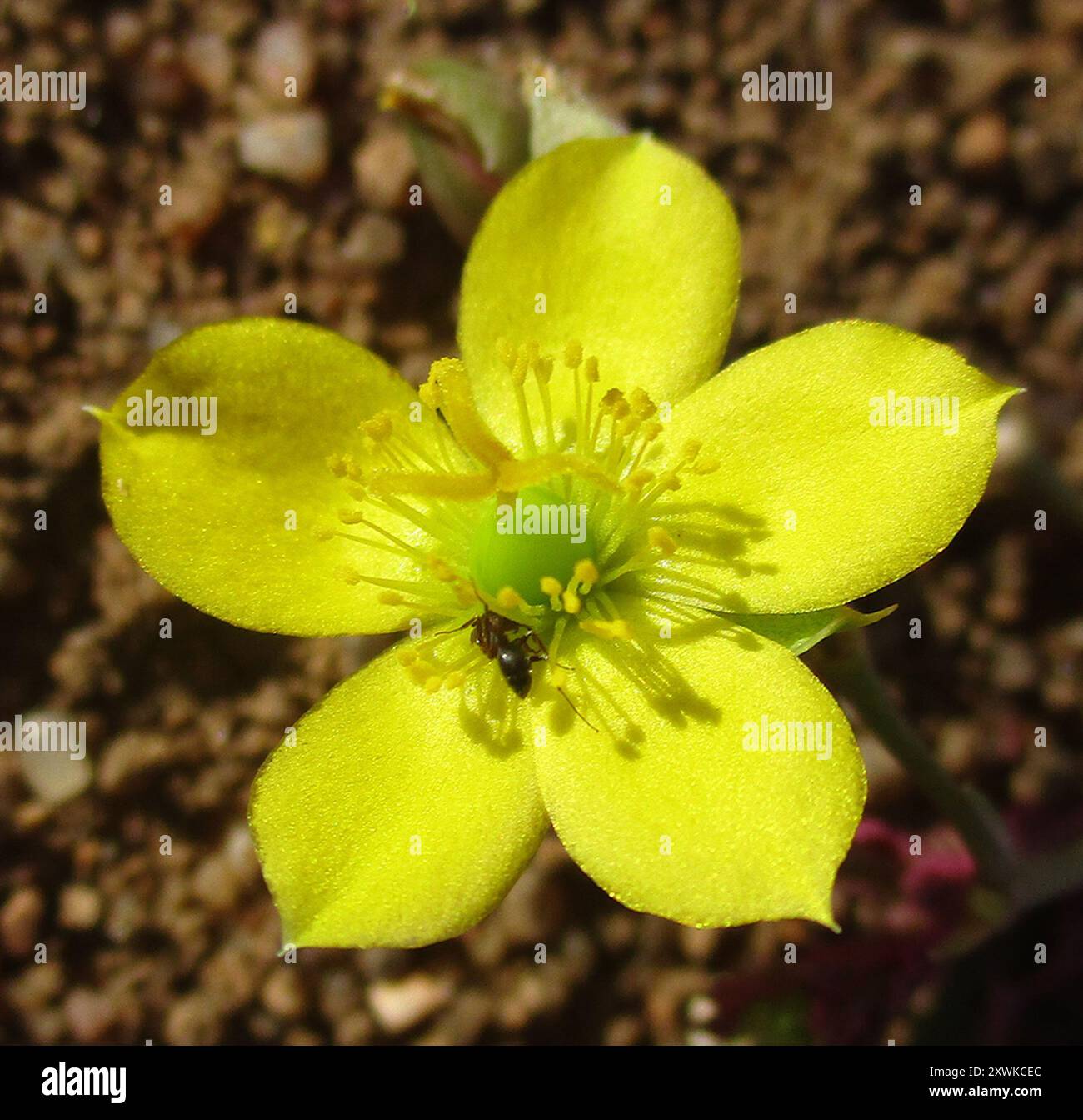 Timid ants hi-res stock photography and images - Alamy