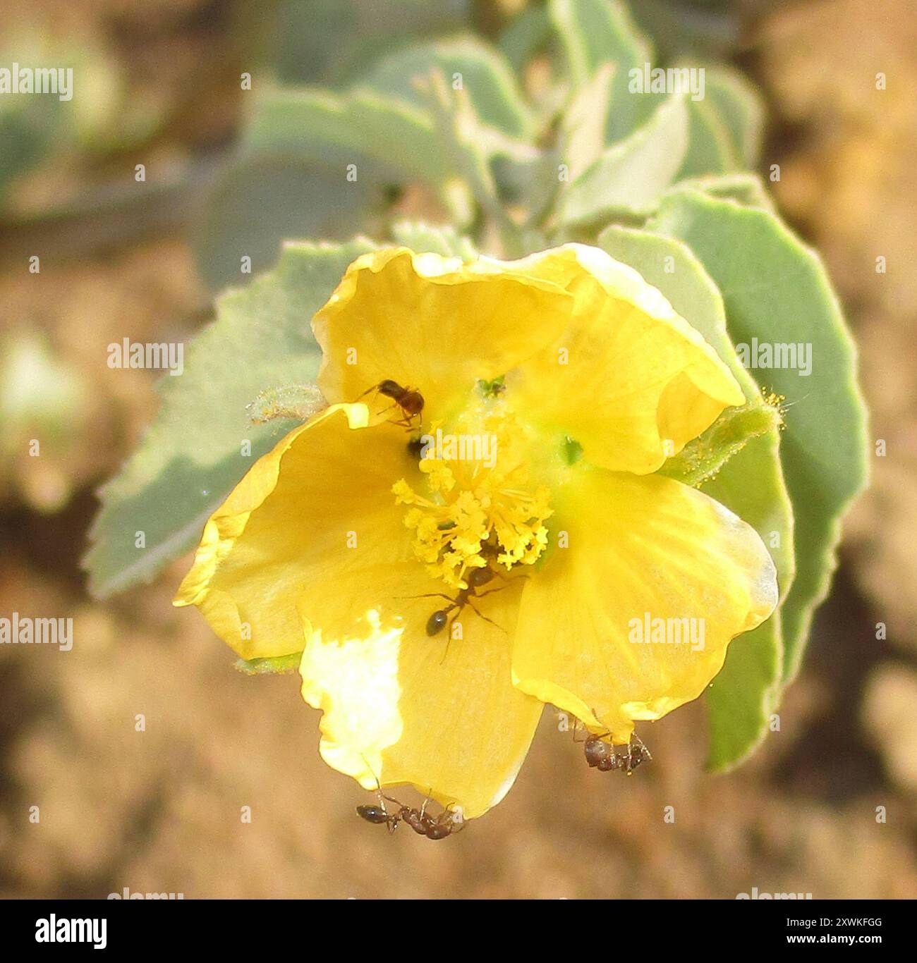 Timid ants hi-res stock photography and images - Alamy