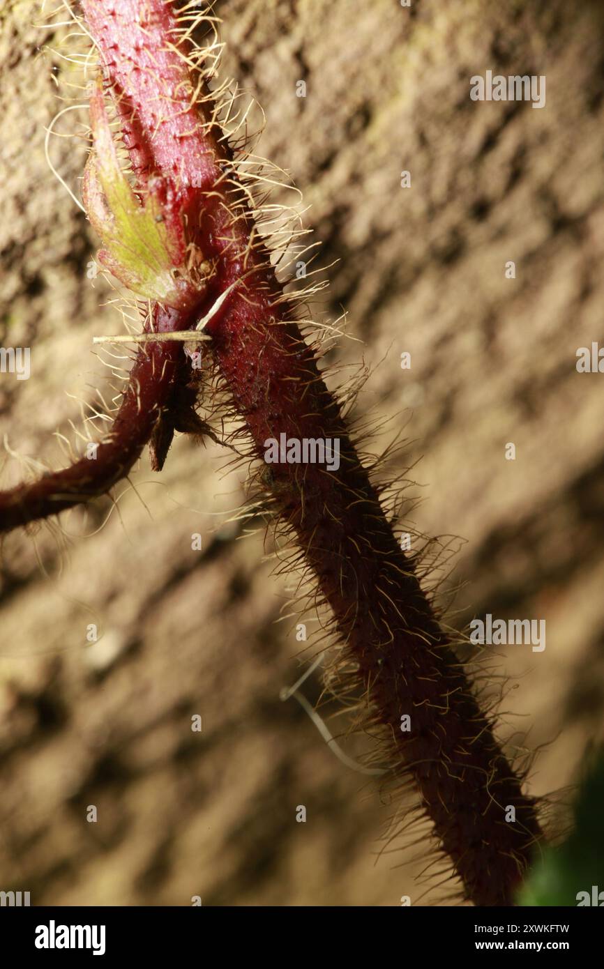 Chinese Bramble (Rubus tricolor) Plantae Stock Photo - Alamy