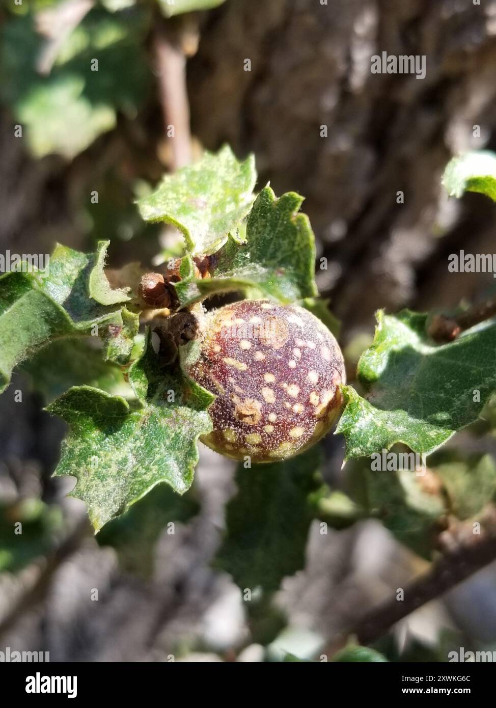 Beaked Twig Gall Wasp (Burnettweldia plumbella) Insecta Stock Photo - Alamy