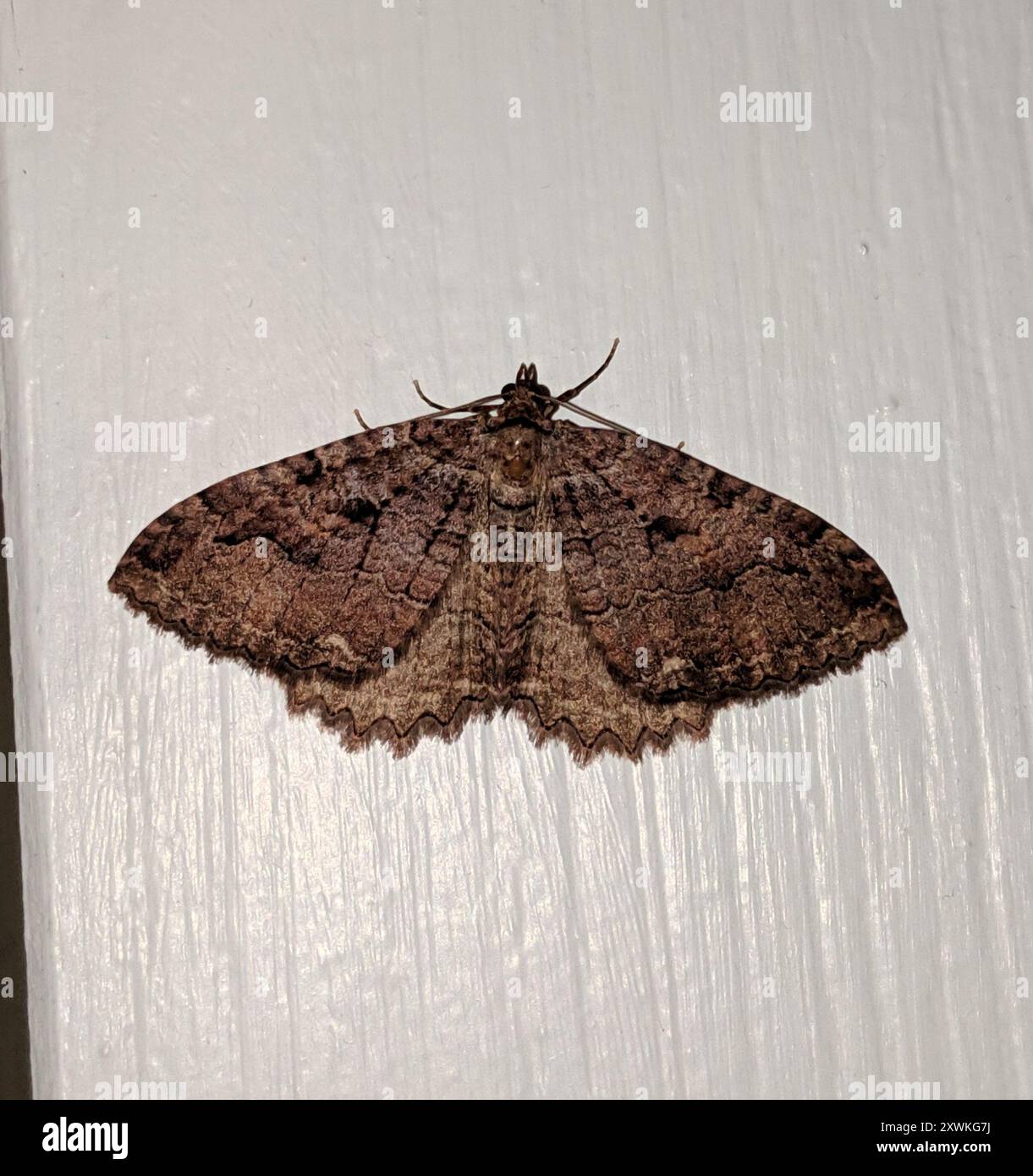 Tissue Moth (Triphosa haesitata) Insecta Stock Photo - Alamy