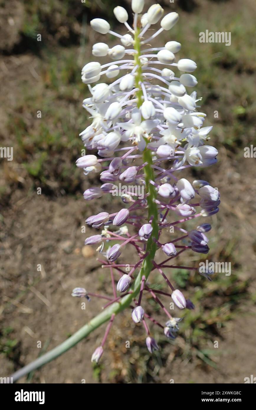 A Tall Blue Squill, Scilla Natalensis = Merwilla Plumbea In The Drakensberg 76984857 A Tall Blue Squill, Scilla Natalensis = Merwilla Plumbea In The Drakensberg 76984857