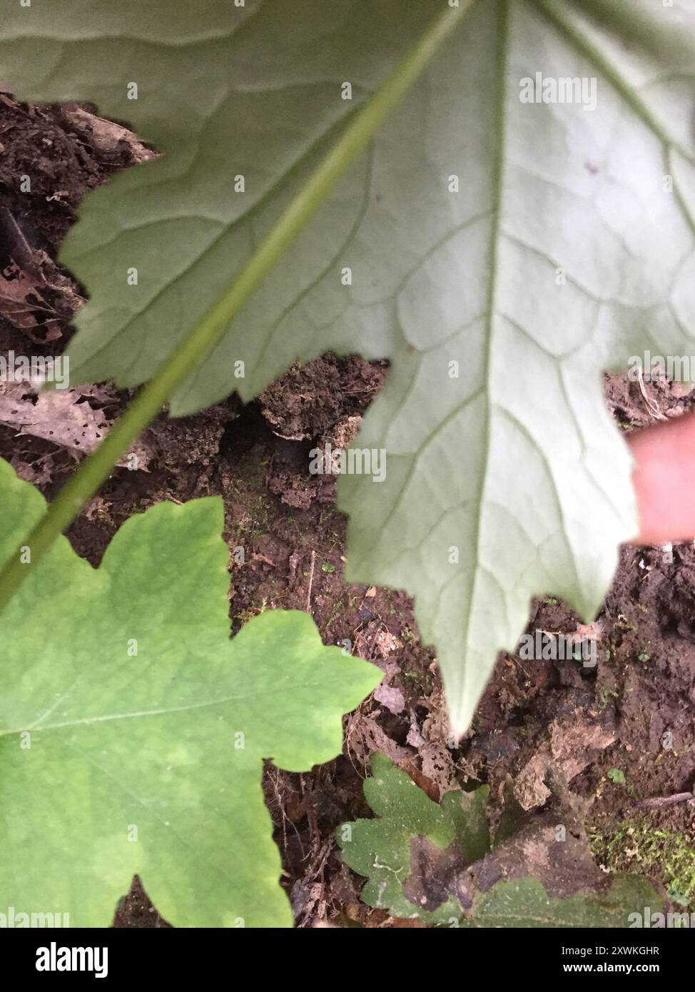 Hydrophyllum canadense hi-res stock photography and images - Alamy