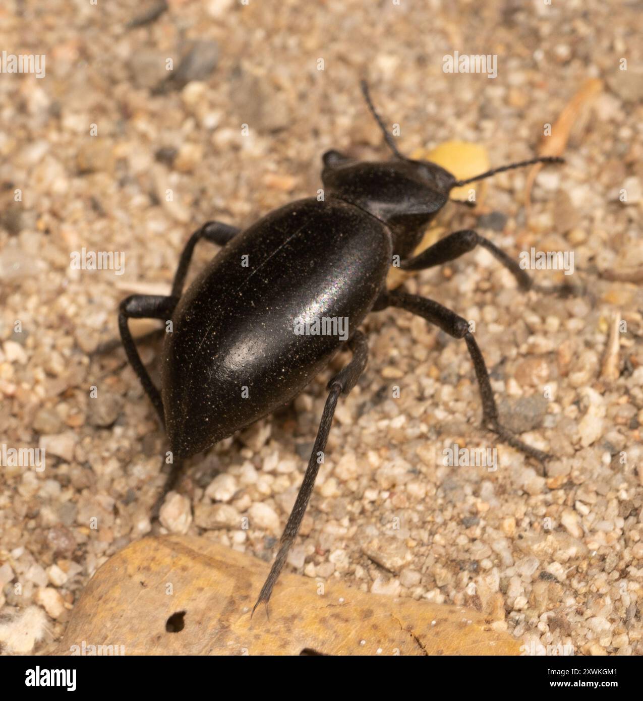 Desert Stink Beetles (Eleodes) Insecta Stock Photo - Alamy