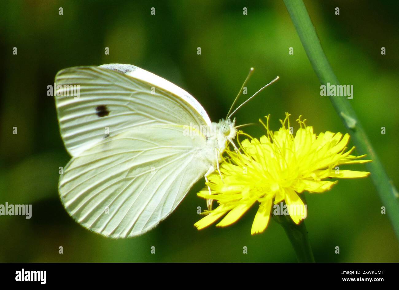 Small White (Pieris rapae) Insecta Stock Photo - Alamy