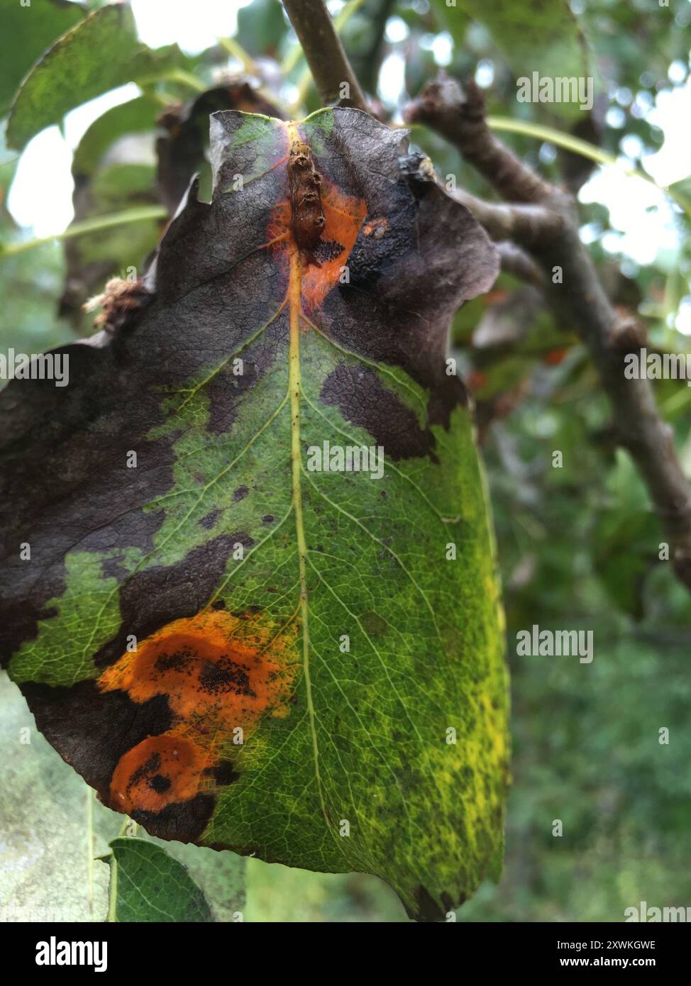 Pear Rust (Gymnosporangium sabinae) Fungi Stock Photo - Alamy