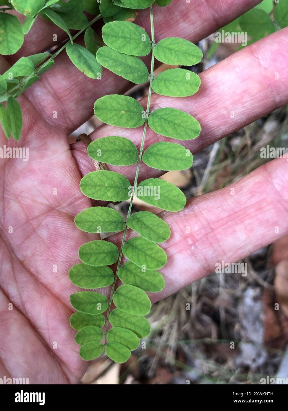 false indigo bush (Amorpha fruticosa) Plantae Stock Photo - Alamy