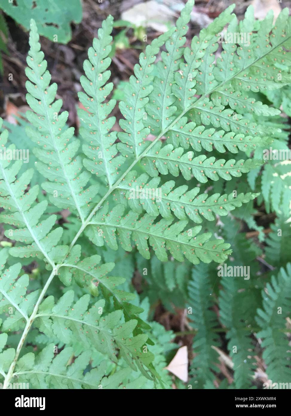 marginal wood fern (Dryopteris marginalis) Plantae Stock Photo - Alamy