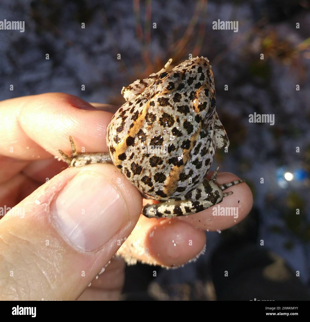 Lithobates capito hi-res stock photography and images - Alamy