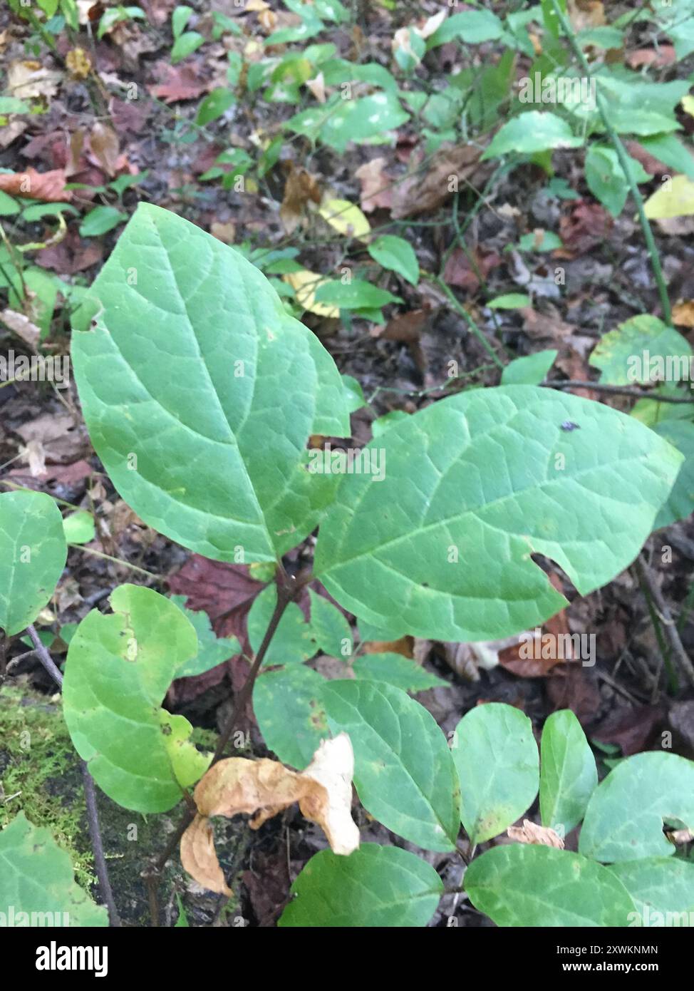 carolina-sweetshrub-calycanthus-floridus-plantae-stock-photo-alamy