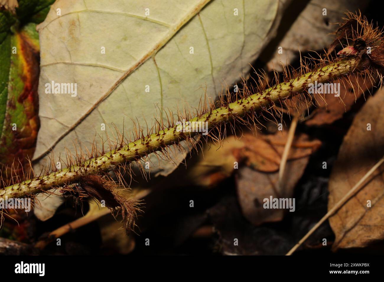 Chinese Bramble (Rubus tricolor) Plantae Stock Photo - Alamy