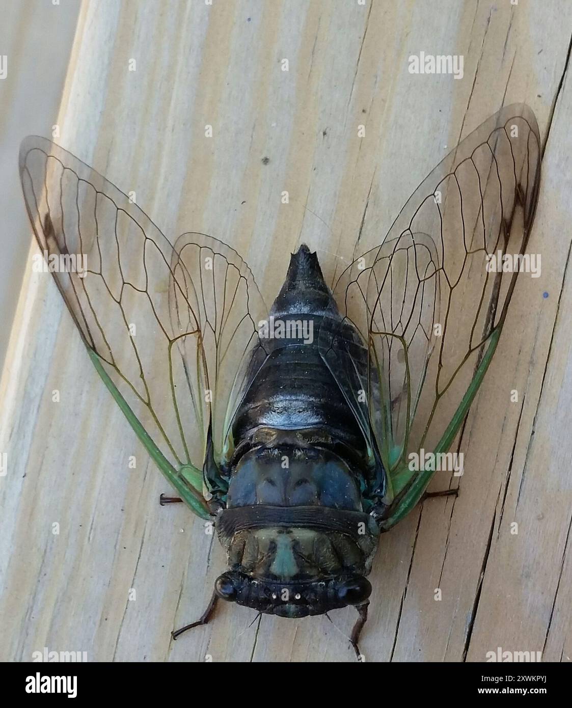 Neotibicen Dog-day Cicadas (Neotibicen) Insecta Stock Photo - Alamy