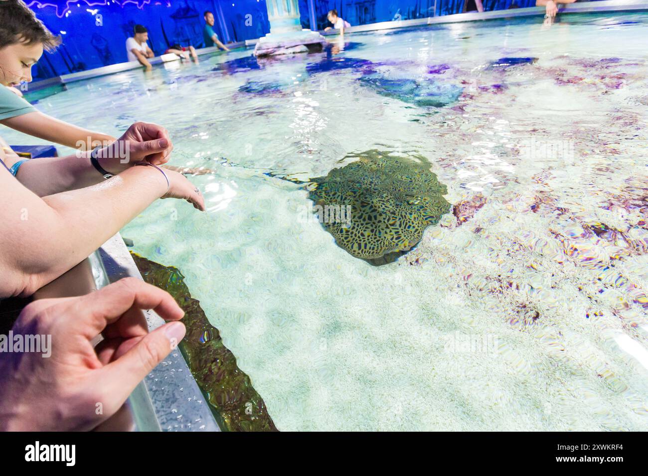 Spotted ray Raja montagui in Tropicarium, Campona Shopping and Entertainment Center, Budateteny, Budapest, Hungary Stock Photo