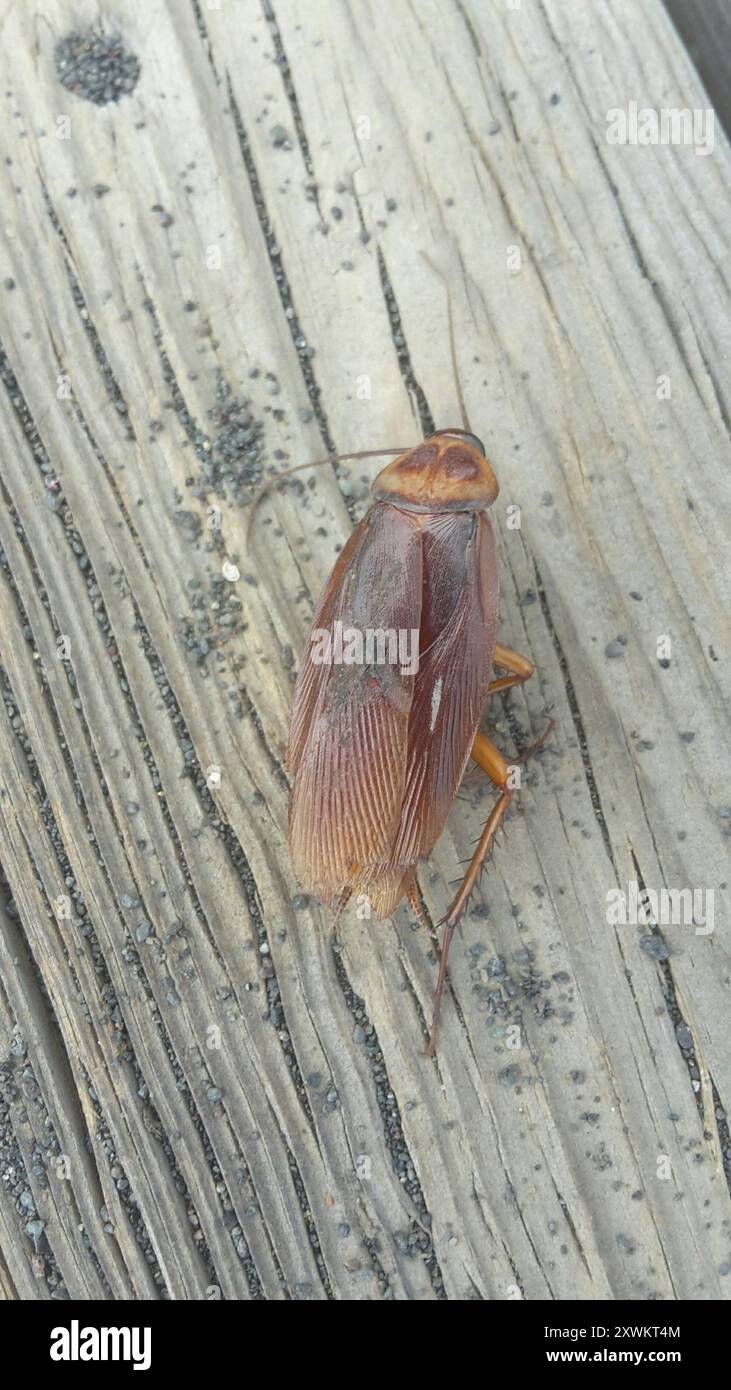 American Cockroach (Periplaneta americana) Insecta Stock Photo - Alamy