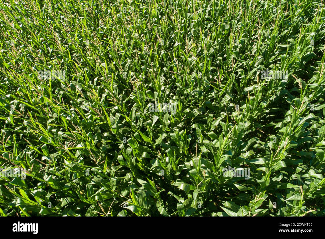 Drone photo of crop field hi-res stock photography and images - Alamy
