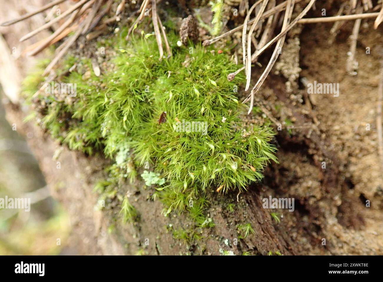 Silky Forklet-moss (Dicranella heteromalla) Plantae Stock Photo