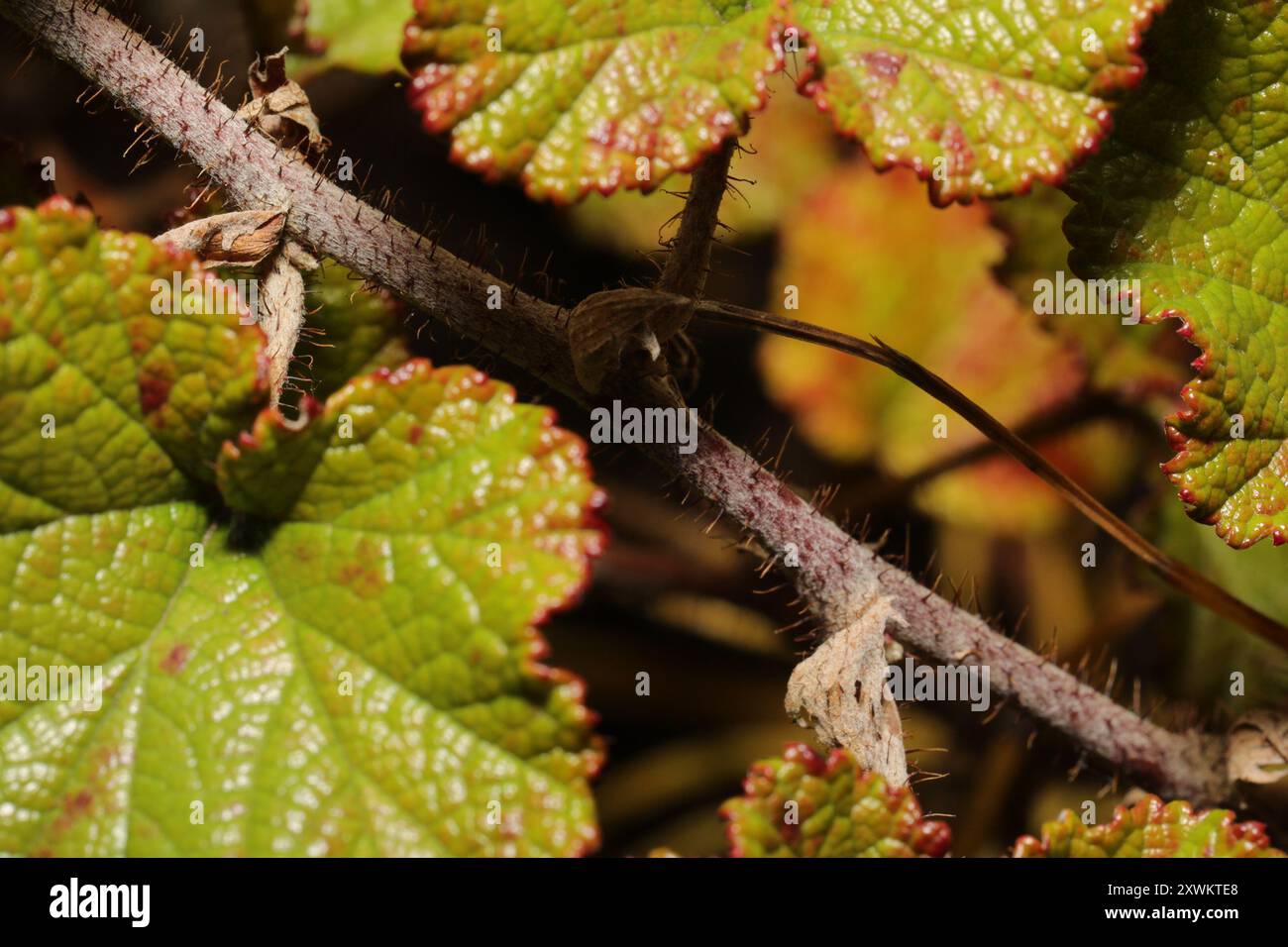 Chinese Bramble (Rubus tricolor) Plantae Stock Photo - Alamy