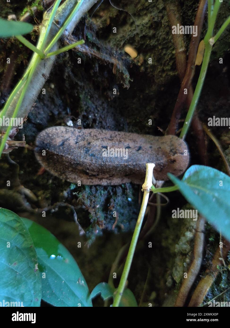 Cuban Leaf Slug (Veronicella cubensis) Mollusca Stock Photo - Alamy