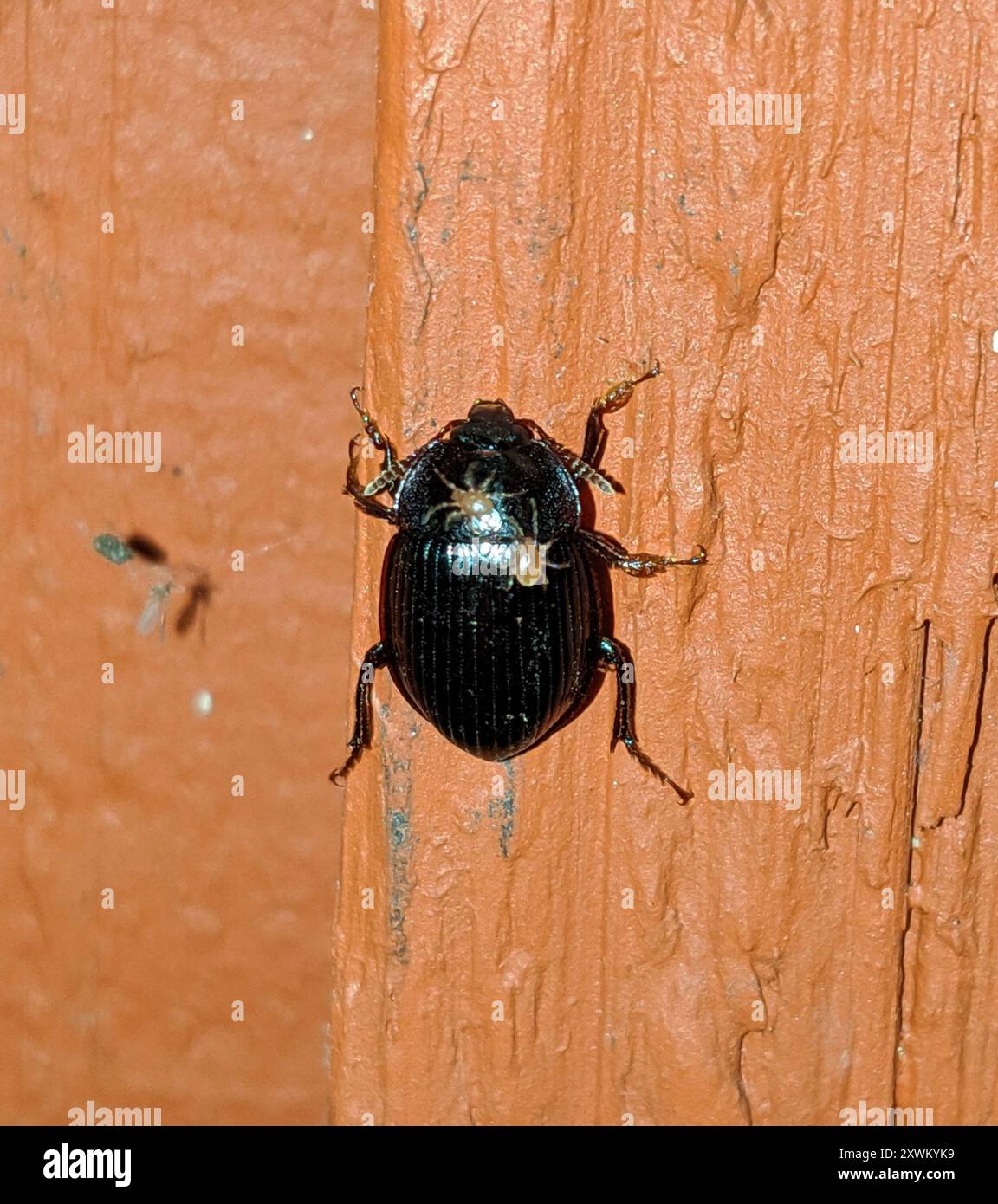 Primitive Carrion Beetles (Agyrtidae) Insecta Stock Photo - Alamy