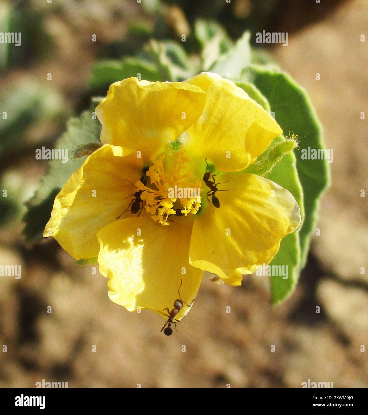 Timid ants hi-res stock photography and images - Alamy