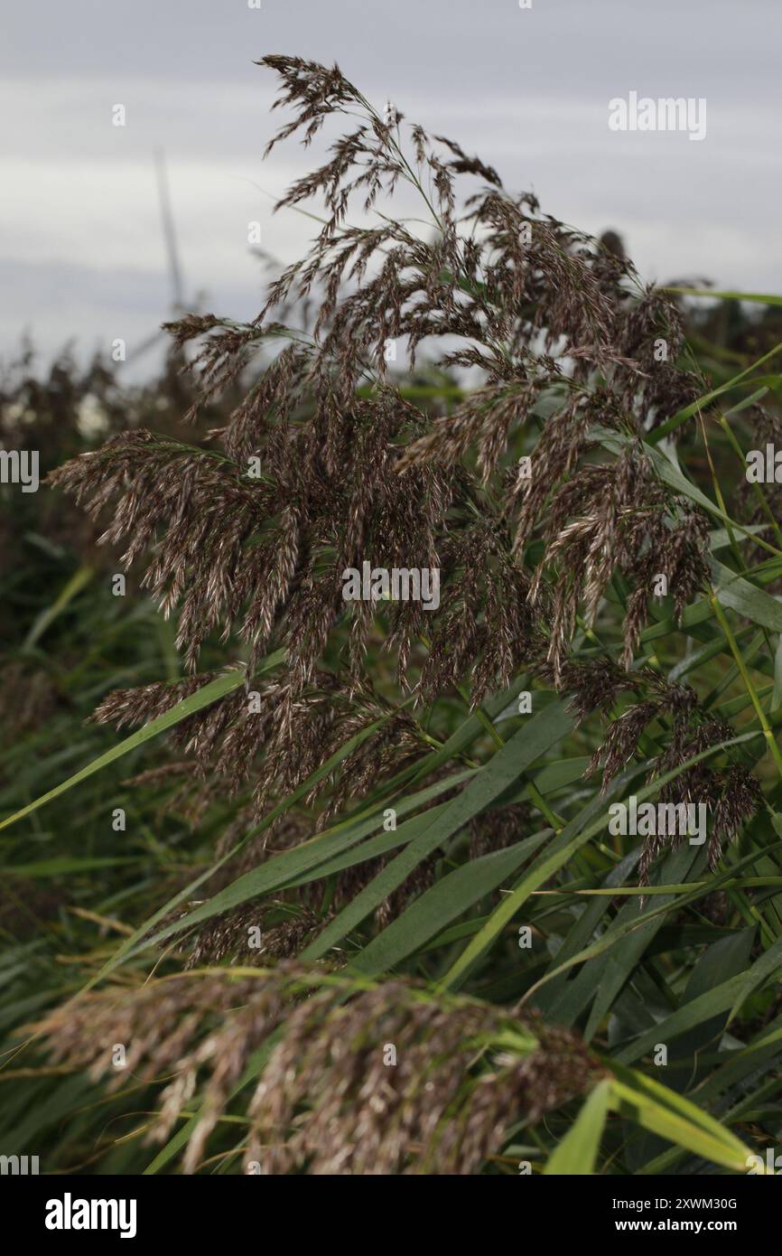 European reed (Phragmites australis australis) Plantae Stock Photo - Alamy