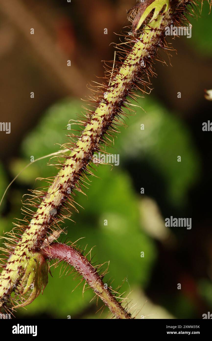 Chinese Bramble (Rubus tricolor) Plantae Stock Photo - Alamy