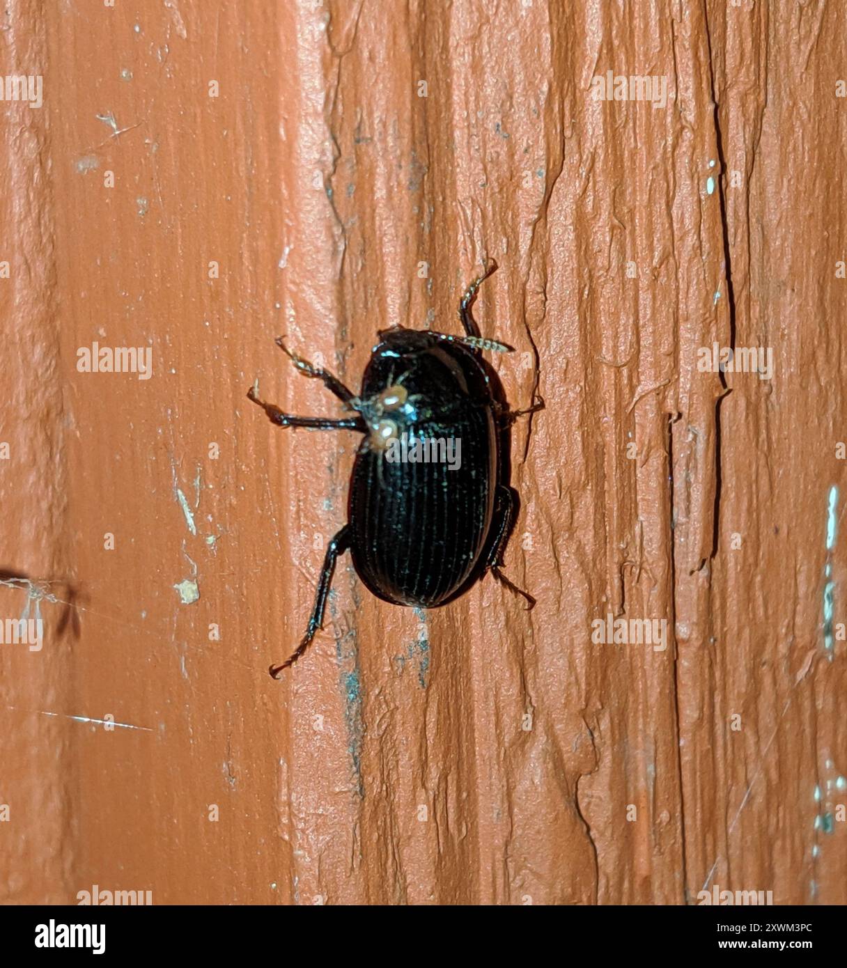 Primitive Carrion Beetles (Agyrtidae) Insecta Stock Photo - Alamy