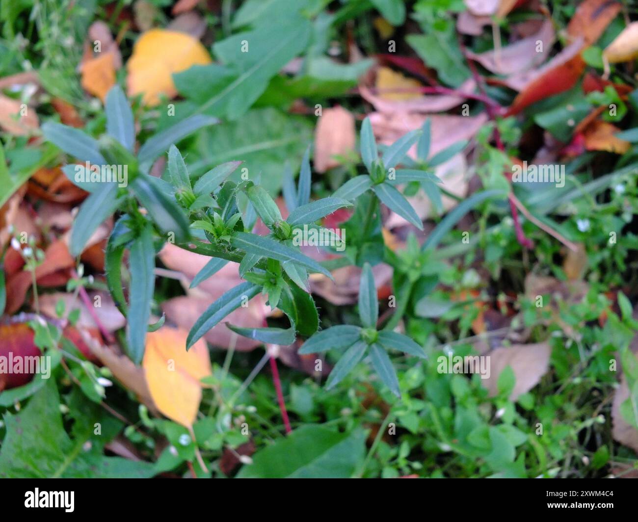 chicory (Cichorium intybus) Plantae Stock Photo - Alamy
