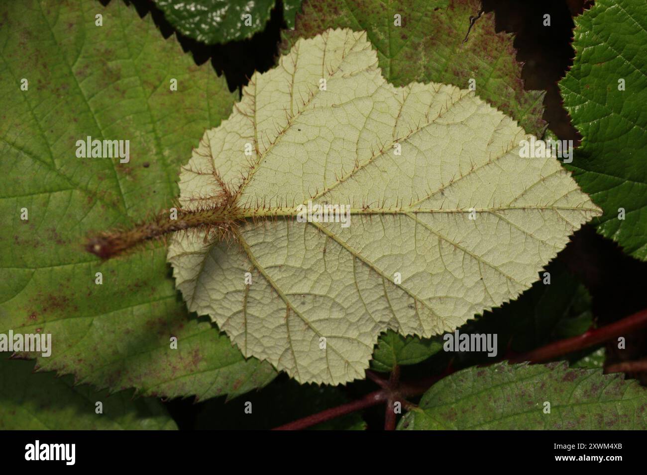 Chinese Bramble (Rubus tricolor) Plantae Stock Photo - Alamy