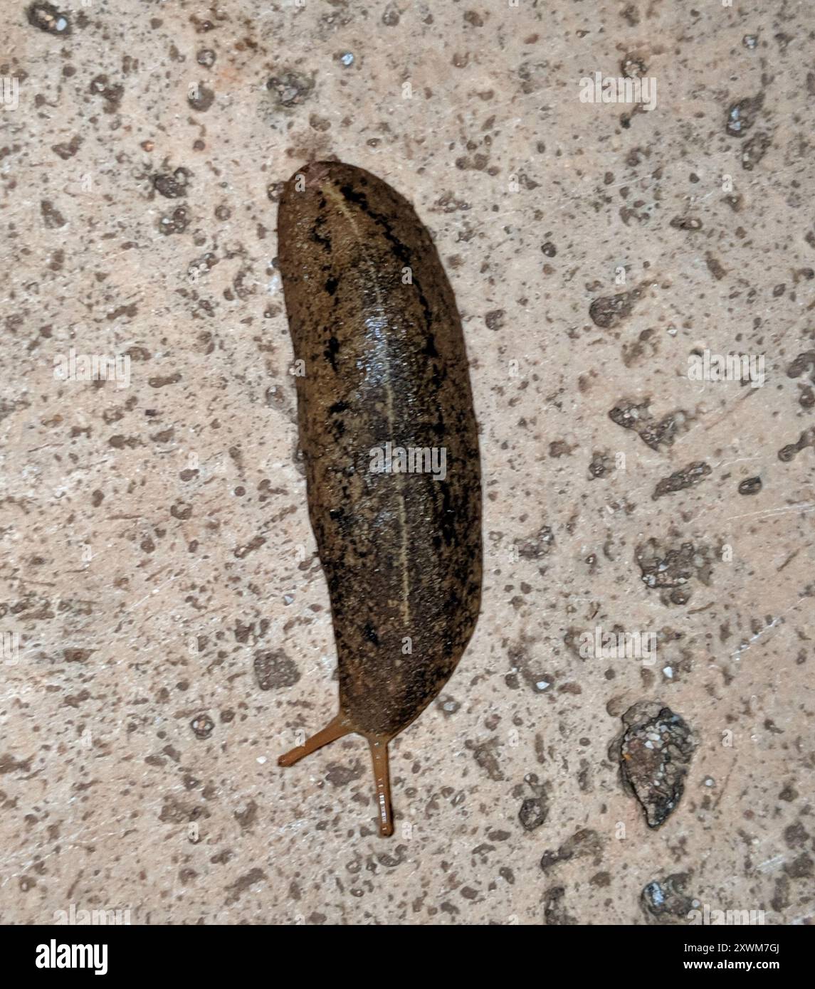 Cuban Leaf Slug (Veronicella cubensis) Mollusca Stock Photo - Alamy