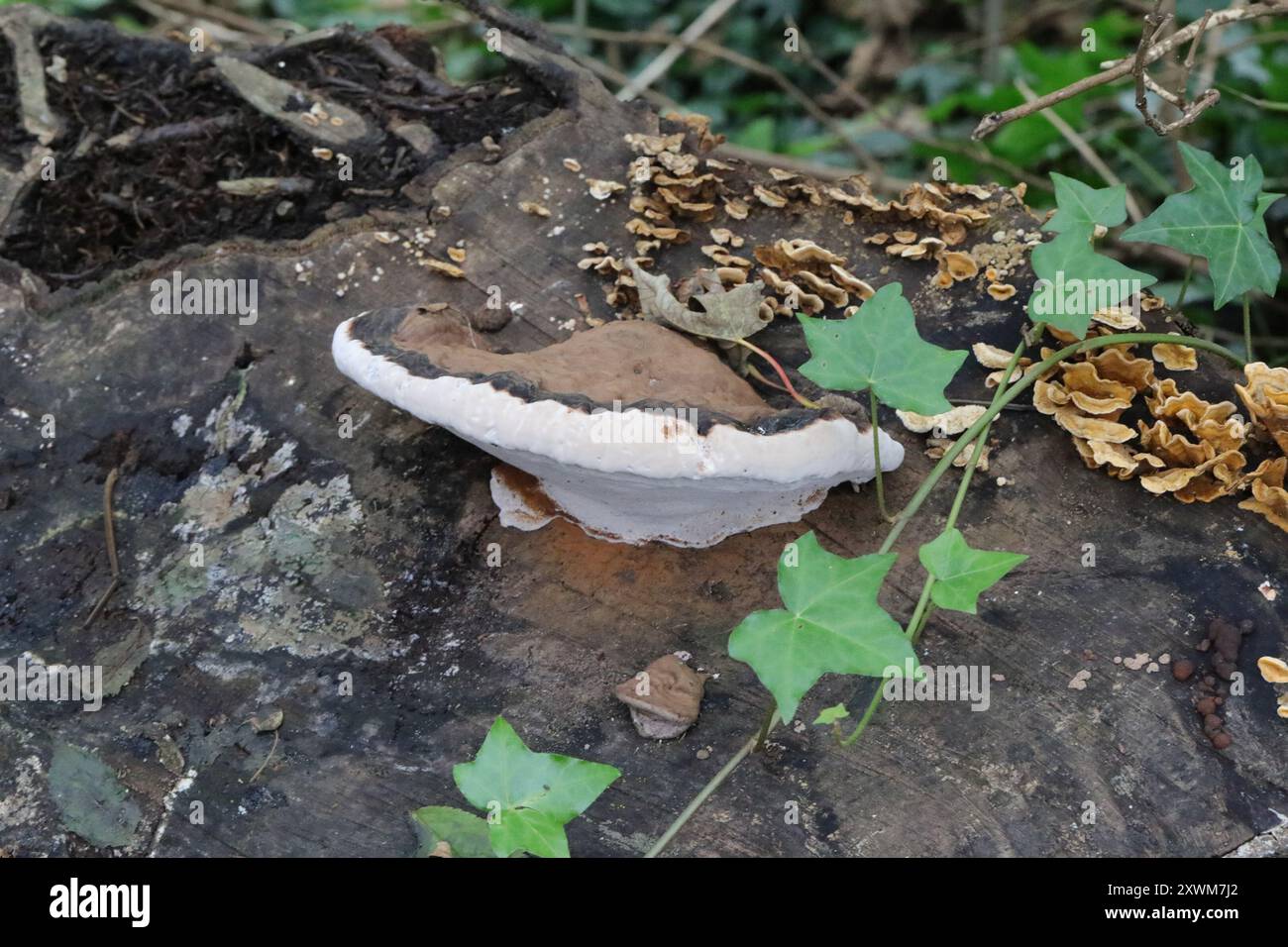 artist's bracket (Ganoderma applanatum) Fungi Stock Photo - Alamy