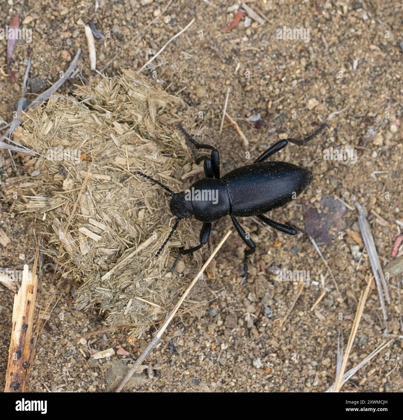 Desert Stink Beetles (Eleodes) Insecta Stock Photo - Alamy