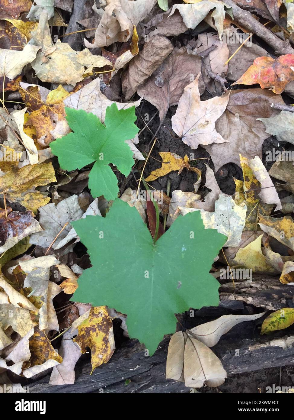 Broad-leaf Waterleaf (Hydrophyllum canadense) Plantae Stock Photo - Alamy