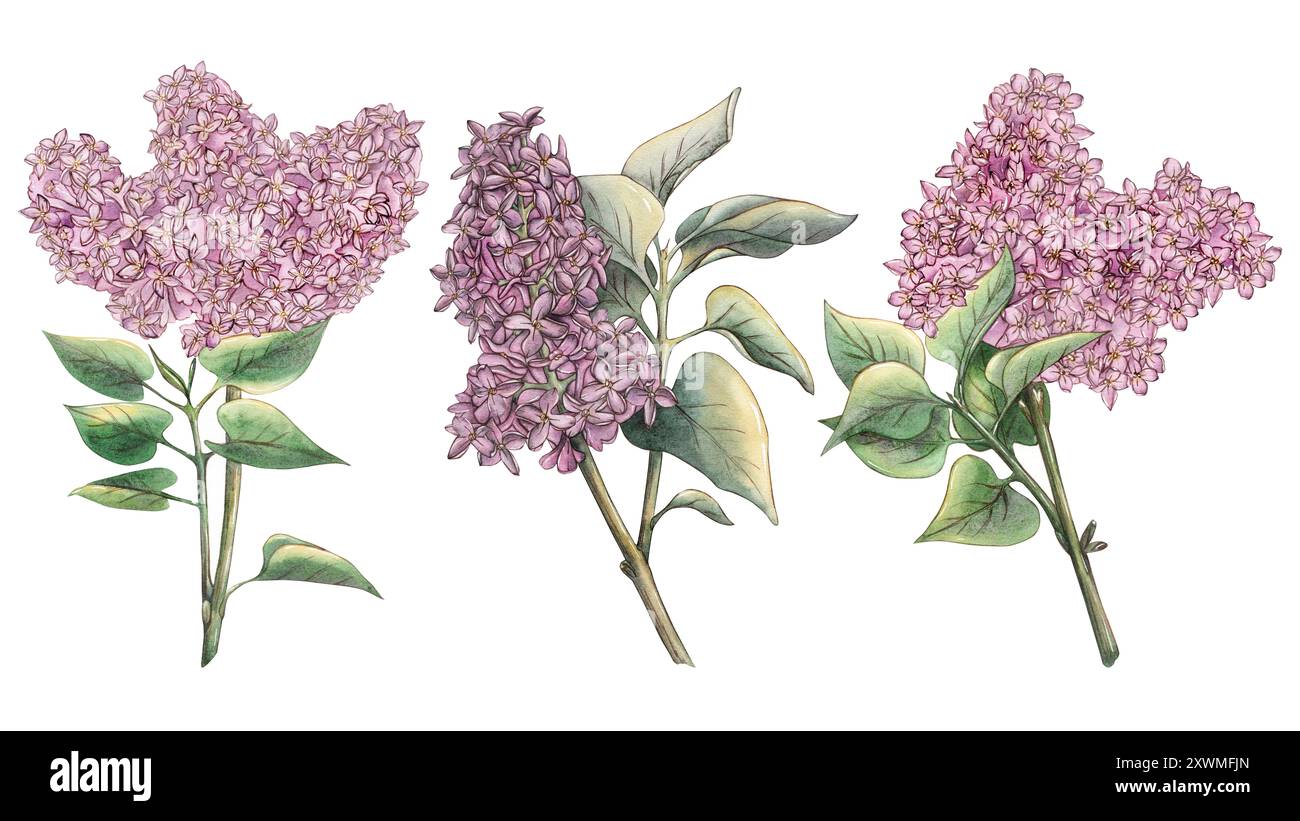 A set of watercolor lilac branches with purple flowers and leaves ...