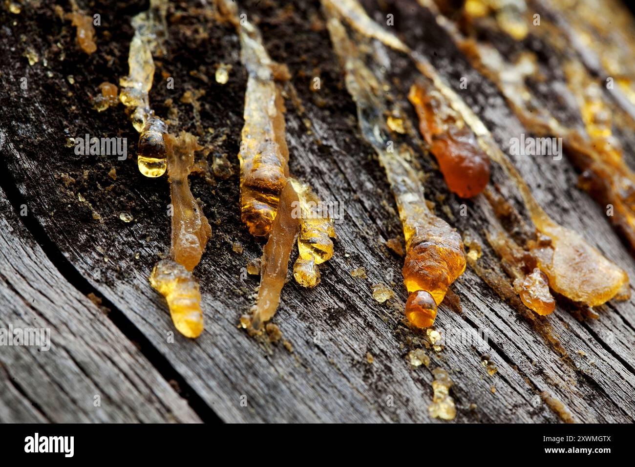 Resin/sap seeping from fallen pine tree, Tarragona, Spain Stock Photo ...
