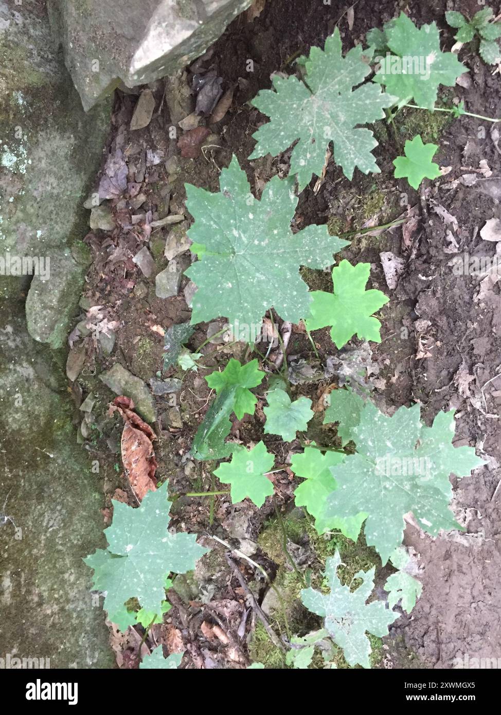 Broad-leaf Waterleaf (Hydrophyllum canadense) Plantae Stock Photo - Alamy
