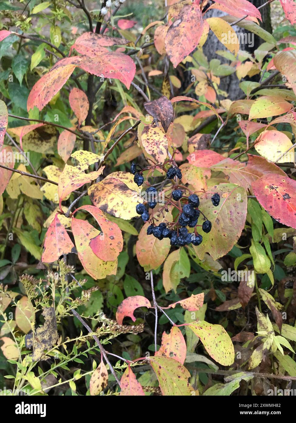 northern wild raisin (Viburnum cassinoides) Plantae Stock Photo