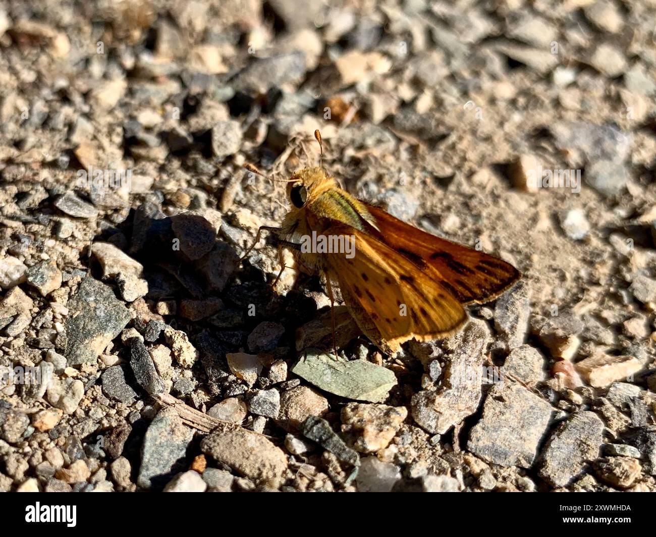 Fiery Skipper (Hylephila phyleus) Insecta Stock Photo - Alamy