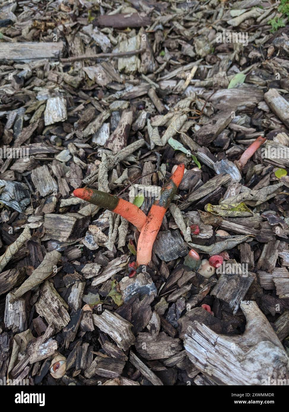 devil's dipstick (Mutinus elegans) Fungi Stock Photo - Alamy