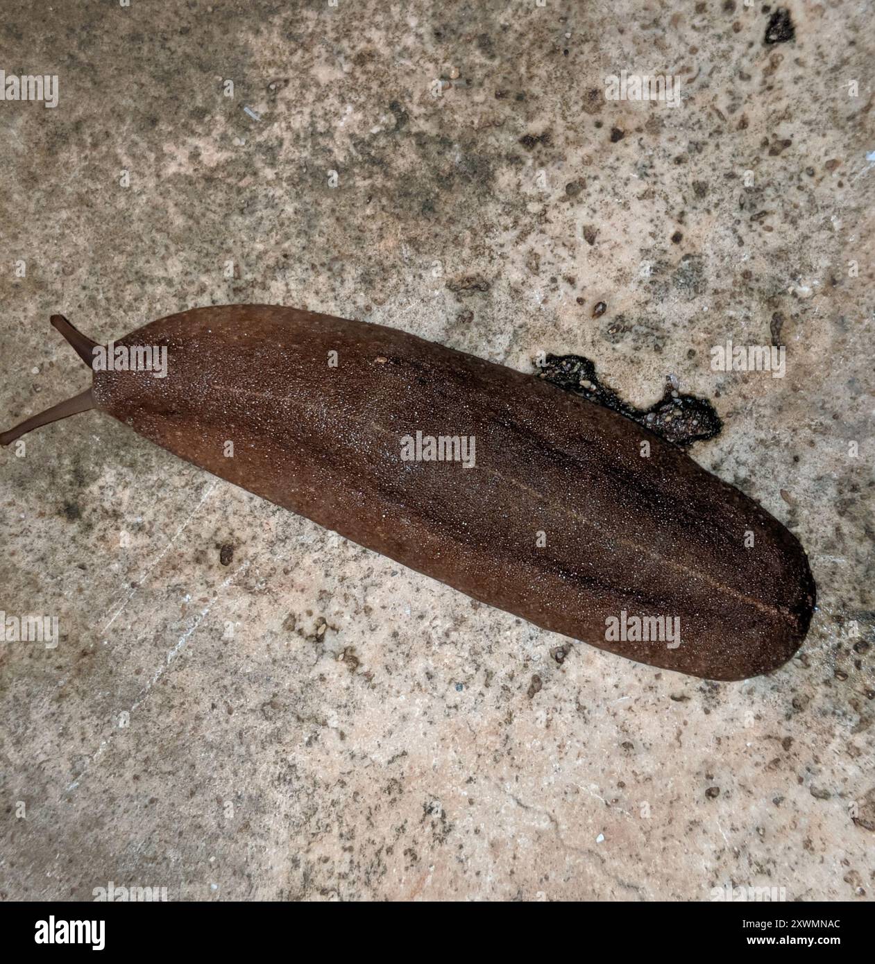 Cuban Leaf Slug (Veronicella cubensis) Mollusca Stock Photo - Alamy