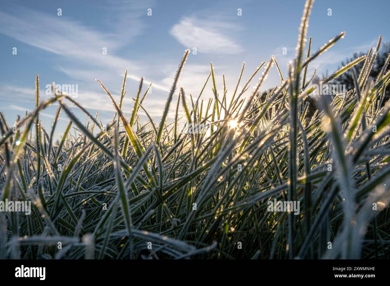 Sunrise lens flare over field hi-res stock photography and images - Alamy