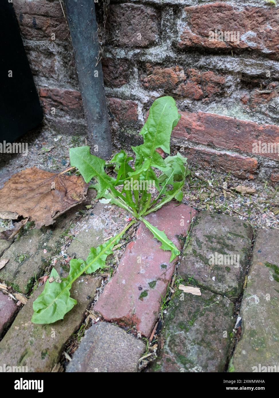 dandelions, hawksbeards, and rattlesnake roots (Crepidinae) Plantae ...