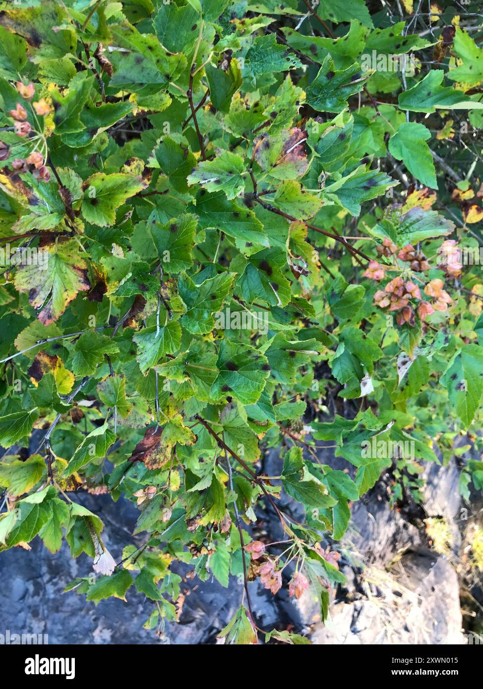 common ninebark (Physocarpus opulifolius) Plantae Stock Photo - Alamy