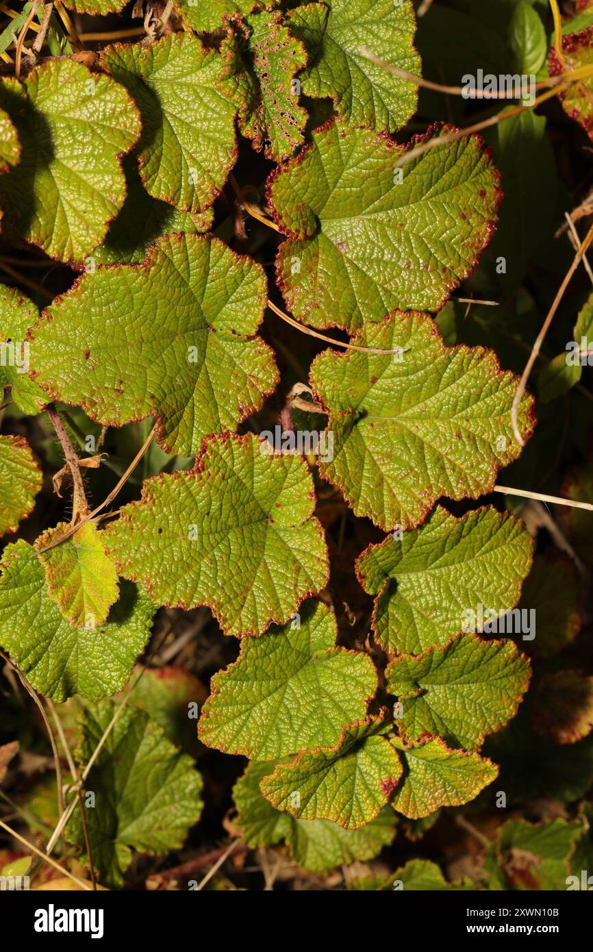 Chinese Bramble (Rubus tricolor) Plantae Stock Photo - Alamy