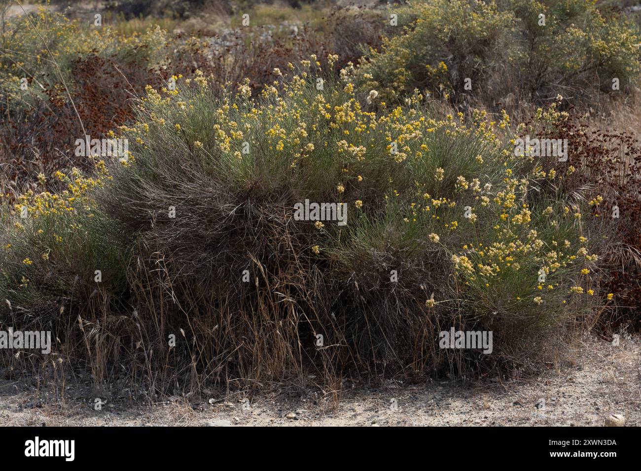 California broomsage hi-res stock photography and images - Alamy