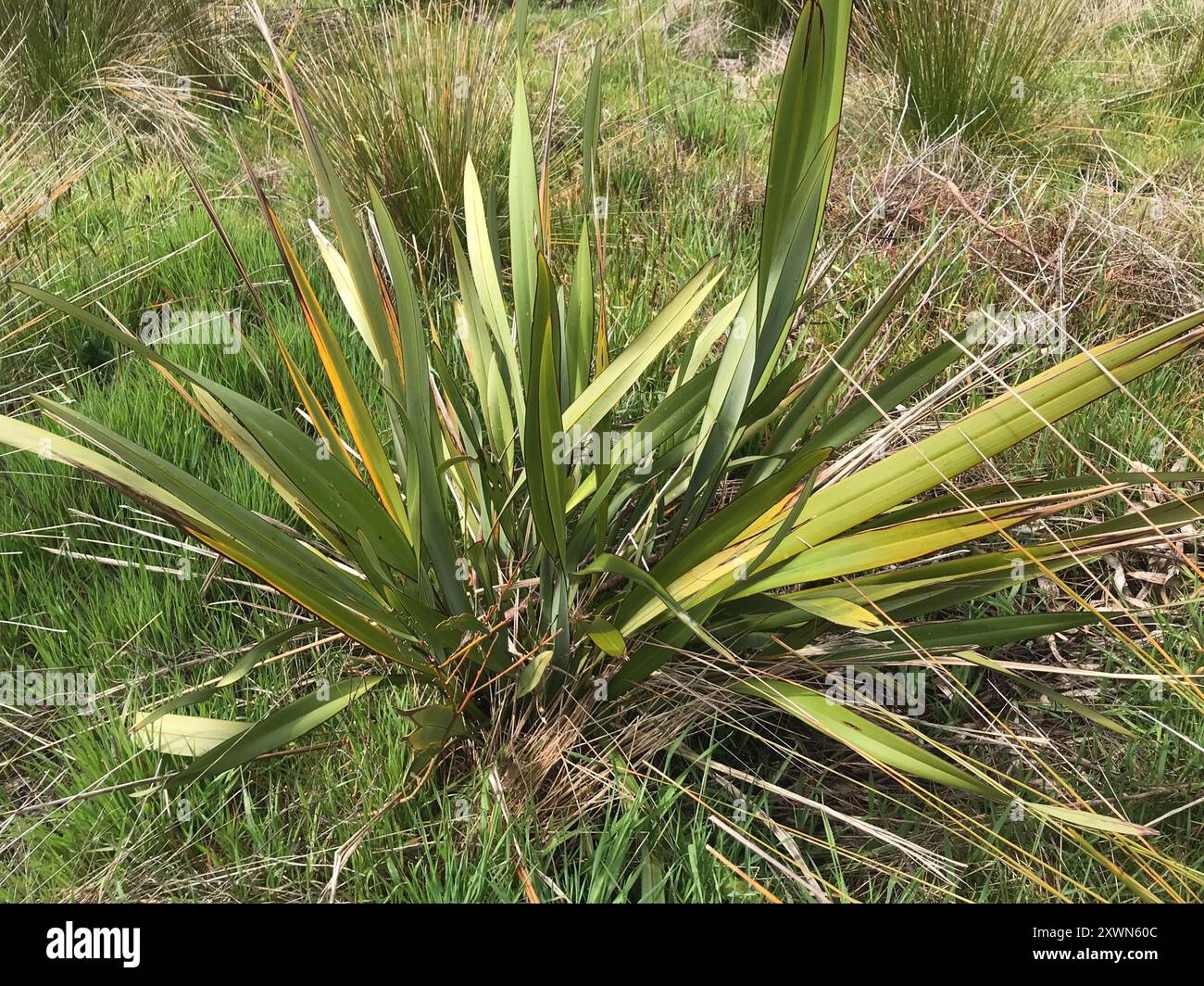 New Zealand flax (Phormium tenax) Plantae Stock Photo - Alamy