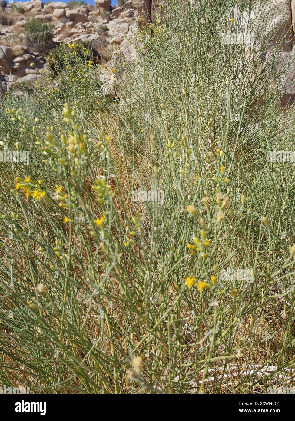 Lepidospartum squamatum hi-res stock photography and images - Alamy