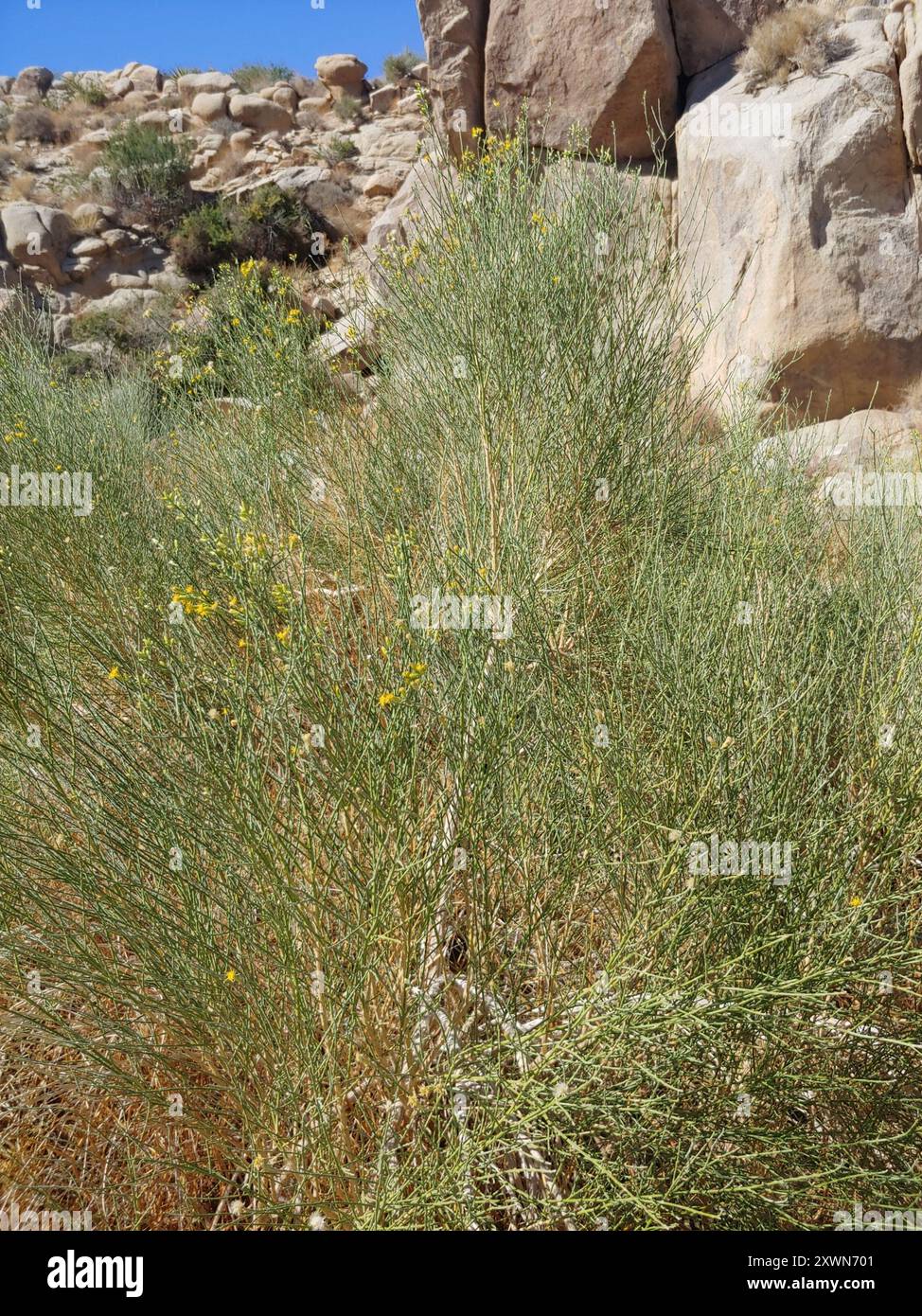California broomsage hi-res stock photography and images - Alamy