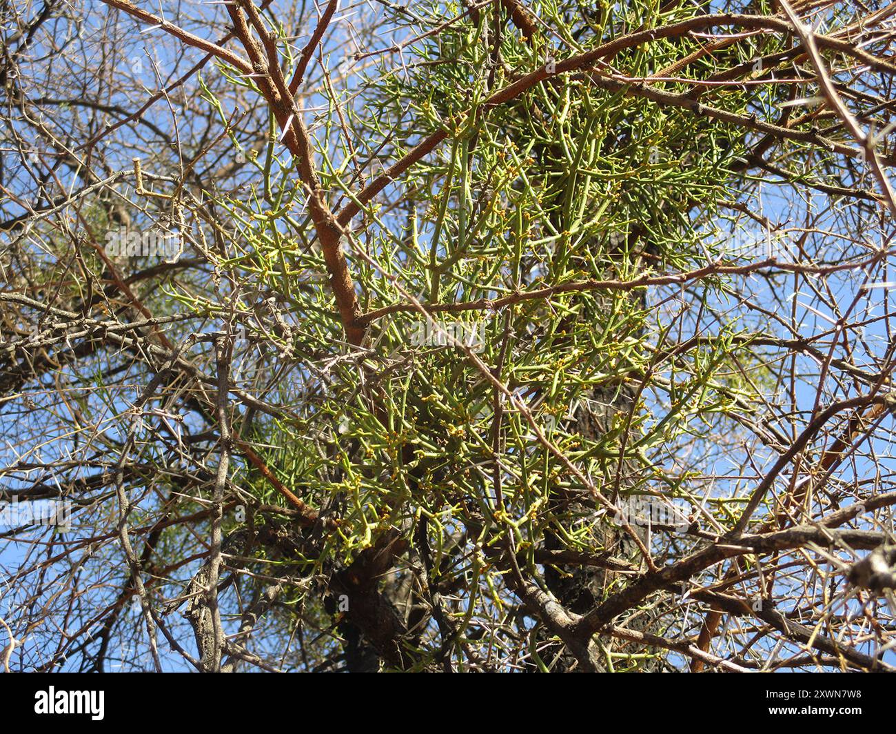 Viscum Viscum verrucosum hi-res stock photography and images - Alamy
